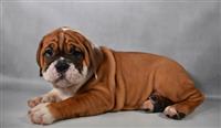 Victorian Bulldog : 1 Female Available