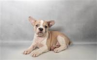 French Bulldog: 1 Female Available