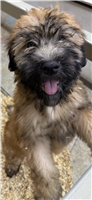Soft Coated Wheaten Terrier: 1 Female Available