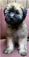 Soft Coated Wheaten Terrier: 1 Male Available