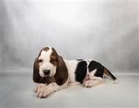 Basset Hound: 1 AKC Female Available