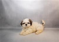 Shih Tzu Mix: 3 Males Available