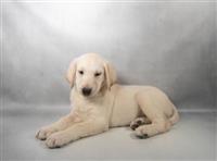 Labrador Retriever : 1 Yellow Male Available