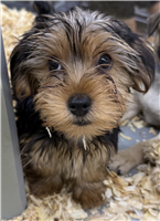 Yorkshire Terrier: 1 AKC Male Available