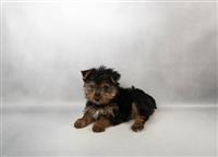 Yorkshire Terrier: 1 Male Available